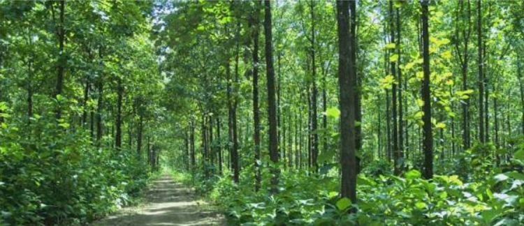 Bioma Hutan Musim Tropika